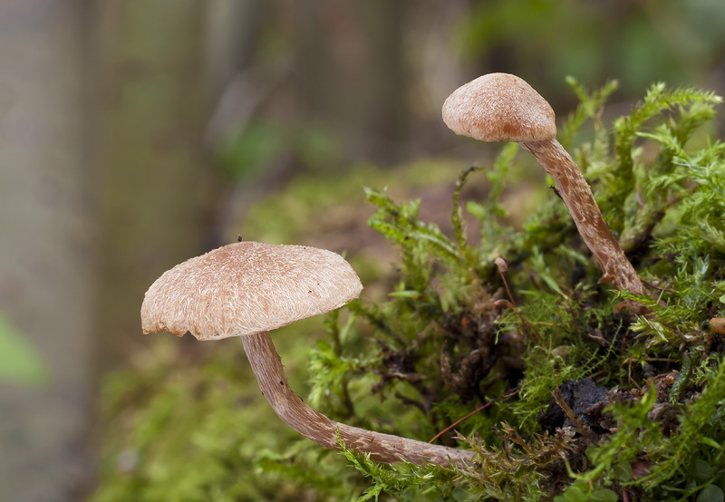 Alnicola escharioides